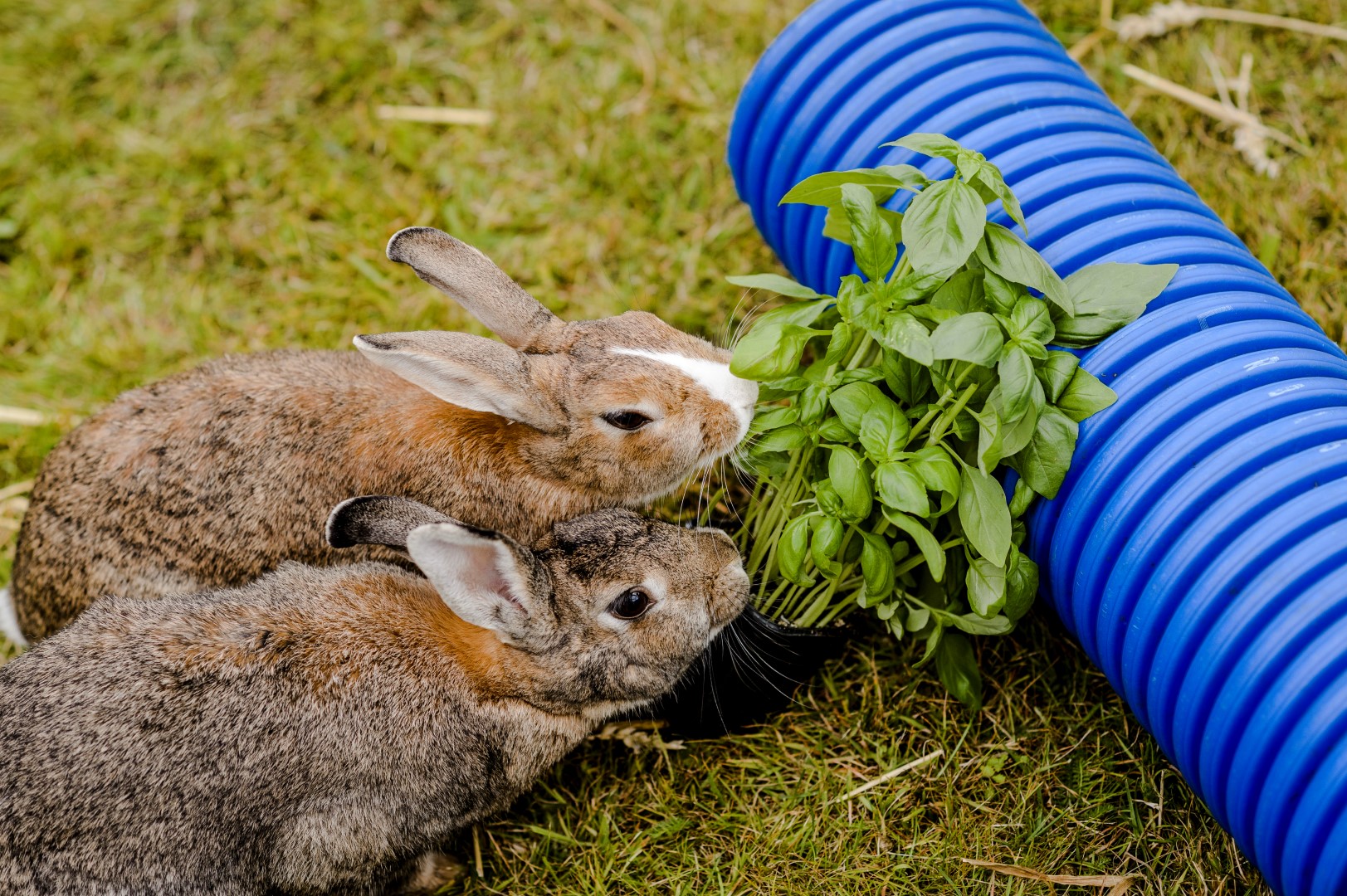 Best diet for outlet rabbits